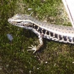 Eulamprus quoyii at Bomaderry Creek Regional Park - 6 Oct 2019