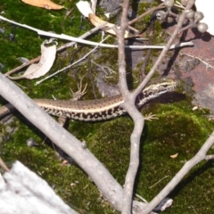 Eulamprus quoyii at Bomaderry Creek Regional Park - 6 Oct 2019