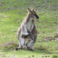 Notamacropus rufogriseus (Red-necked Wallaby) at Tennent, ACT - 6 Oct 2019 by MatthewFrawley