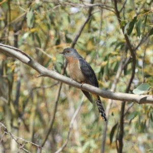 Cacomantis flabelliformis at Tennent, ACT - 6 Oct 2019