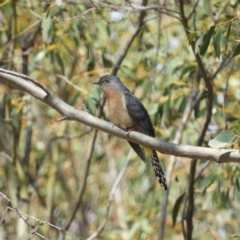 Cacomantis flabelliformis (Fan-tailed Cuckoo) at Tennent, ACT - 6 Oct 2019 by MatthewFrawley