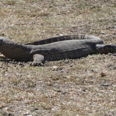 Varanus rosenbergi (Heath or Rosenberg's Monitor) at Wambrook, NSW - 5 Oct 2019 by GeoffRobertson