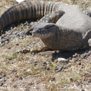 Varanus rosenbergi at Wambrook, NSW - suppressed