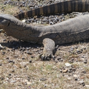 Varanus rosenbergi at Wambrook, NSW - suppressed