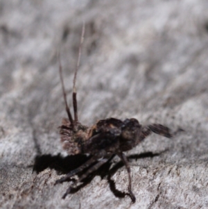 Platybrachys sp. (genus) at Forde, ACT - 7 Oct 2019 08:00 PM