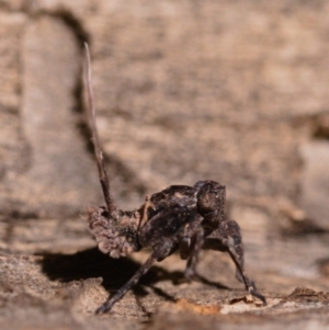 Platybrachys sp. (genus) at Forde, ACT - 7 Oct 2019 08:00 PM