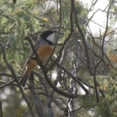 Pachycephala rufiventris (Rufous Whistler) at Wambrook, NSW - 6 Oct 2019 by GeoffRobertson