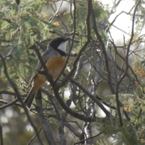 Pachycephala rufiventris at Wambrook, NSW - 6 Oct 2019