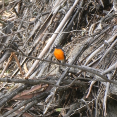 Petroica phoenicea (Flame Robin) at Wambrook, NSW - 6 Oct 2019 by GeoffRobertson