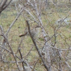 Chrysococcyx basalis (Horsfield's Bronze-Cuckoo) at Wambrook, NSW - 5 Oct 2019 by GeoffRobertson