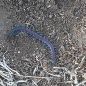 Scolopendra laeta at Wambrook, NSW - 5 Oct 2019 06:19 PM