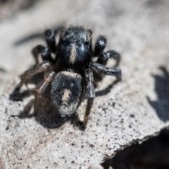 Salpesia sp. (genus) (Salpesia Jumping Spider) at ANBG - 30 Sep 2019 by AlisonMilton