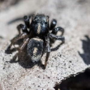 Salpesia sp. (genus) at Acton, ACT - 30 Sep 2019