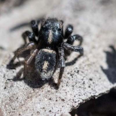 Salpesia sp. (genus) (Salpesia Jumping Spider) at Acton, ACT - 30 Sep 2019 by AlisonMilton