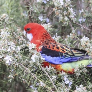 Platycercus elegans x eximius (hybrid) at Acton, ACT - 30 Sep 2019