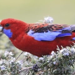 Platycercus elegans (Crimson Rosella) at Acton, ACT - 30 Sep 2019 by AlisonMilton