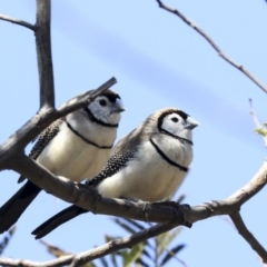 Stizoptera bichenovii (Double-barred Finch) at Bruce, ACT - 30 Sep 2019 by AlisonMilton