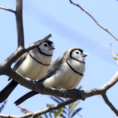 Stizoptera bichenovii (Double-barred Finch) at Bruce, ACT - 30 Sep 2019 by Alison Milton