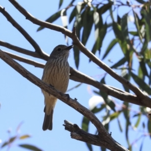 Pachycephala rufiventris at Bruce, ACT - 30 Sep 2019 01:00 PM