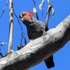 Callocephalon fimbriatum (Gang-gang Cockatoo) at Bruce, ACT - 30 Sep 2019 by AlisonMilton