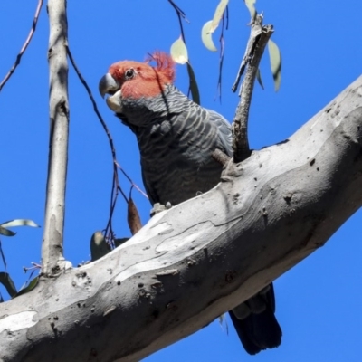 Callocephalon fimbriatum (Gang-gang Cockatoo) at Bruce Ridge to Gossan Hill - 30 Sep 2019 by AlisonMilton