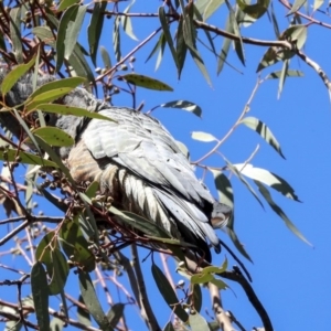 Callocephalon fimbriatum at Bruce, ACT - suppressed