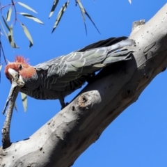 Callocephalon fimbriatum at Bruce, ACT - suppressed