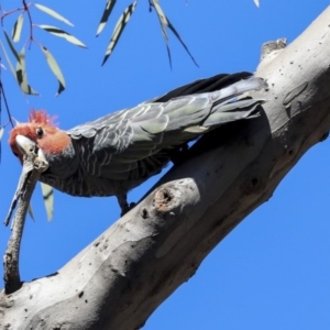 Callocephalon fimbriatum at Bruce, ACT - suppressed