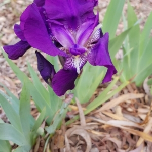 Iris germanica at Campbell, ACT - 7 Oct 2019