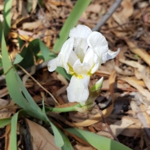 Iris germanica at Ainslie, ACT - 7 Oct 2019