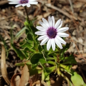 Dimorphotheca ecklonis at Campbell, ACT - 7 Oct 2019