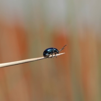 Altica sp. (genus) (Flea beetle) at ANBG - 2 Oct 2019 by TimL