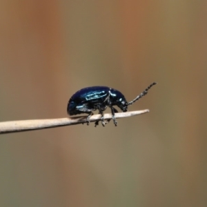 Altica sp. (genus) at Hackett, ACT - 2 Oct 2019