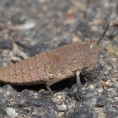 Goniaea sp. (genus) (A gumleaf grasshopper) at ANBG - 3 Oct 2019 by TimL