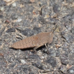 Goniaea sp. (genus) at Acton, ACT - 3 Oct 2019