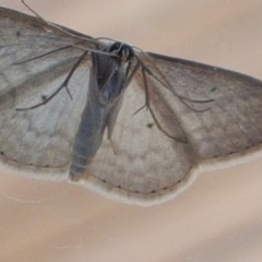 Scopula optivata (Varied Wave) at Gundaroo, NSW - 9 Oct 2019 by Gunyijan