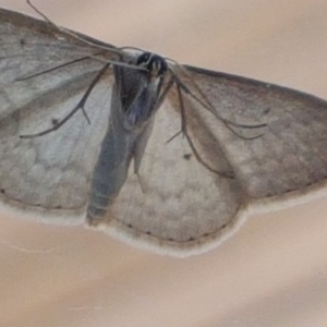 Scopula optivata at Gundaroo, NSW - 9 Oct 2019 08:37 AM