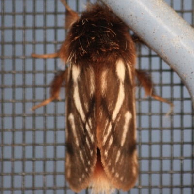 Ochrogaster lunifer (Bag-shelter moth) at Moruya, NSW - 8 Oct 2019 by LisaH