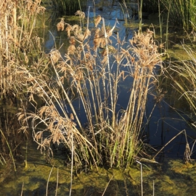 Cyperus exaltatus (Tall Flat-sedge, Giant Sedge) at Tuggeranong Creek to Monash Grassland - 2 Oct 2019 by michaelb