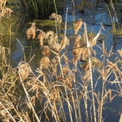 Cyperus exaltatus at Monash, ACT - 2 Oct 2019