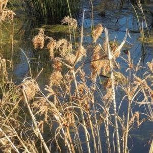 Cyperus exaltatus at Monash, ACT - 2 Oct 2019