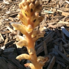 Orobanche minor (Broomrape) at Coombs, ACT - 9 Oct 2019 by Julief