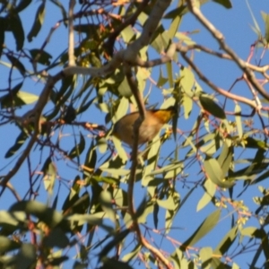 Pardalotus punctatus at Wamboin, NSW - 9 Sep 2019