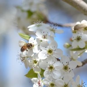 Apis mellifera at Wamboin, NSW - 13 Sep 2019