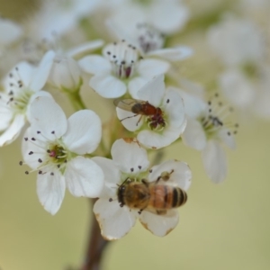 Sapromyza sp. (genus) at Wamboin, NSW - 13 Sep 2019