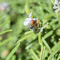 Exoneura sp. (genus) (A reed bee) at QPRC LGA - 13 Sep 2019 by natureguy
