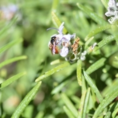 Exoneura sp. (genus) at Wamboin, NSW - 13 Sep 2019