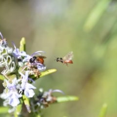 Exoneura sp. (genus) at Wamboin, NSW - 13 Sep 2019