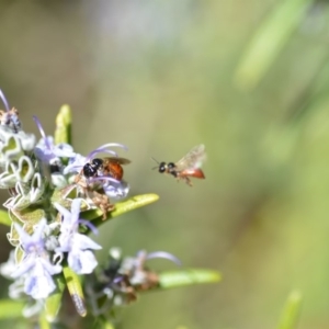 Exoneura sp. (genus) at Wamboin, NSW - 13 Sep 2019