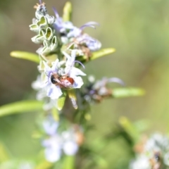 Exoneura sp. (genus) at Wamboin, NSW - 13 Sep 2019